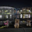 우리들애견 이미지