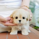 도그플러스 동물병원 이미지