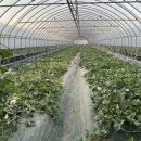 주홍농장 이미지