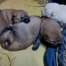 이쁜강아지 이미지