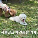 핫 독(HOT DOG) | 서울 근교 애견동반 카페 운동장 네이처독 내돈내산 후기(+레스토랑 헤세)