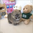 꽃강아지 네이버블로그