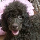 뷰티펫하우스 이미지