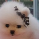 김해 강아지분양 고양이분양 똥강아지 이미지