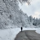 춘삼월목장 이미지