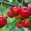 생태농원소향 이미지