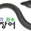 민물장어