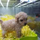 더 이쁜 멍살롱 이미지