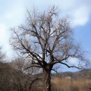 말하는 은행나무 이미지