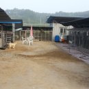 청주진도견연구소 이미지