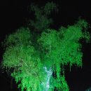 바람따라 이미지