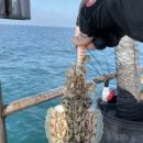 블레스 | 2025년 11월 갑오징어 졸업식 신진도 퀸블레스호 후기