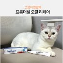 더셀 | 강아지 고양이구내염 치주염 프롬더셀 오랄리페어 후기