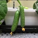 신선채소 이미지