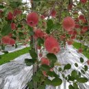 거창청과 이미지