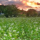 메밀목장 이미지