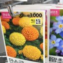 [대나무] 소풍바구니 만들기 | 다이소 봄소풍 신상품과 꽃 씨앗 종류 구매하기