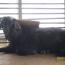 흑염소농장 이미지