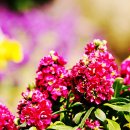 스프링플라워 이미지