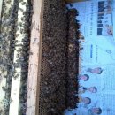 5월 둘째주(5, 9 ~5. 15)소망농장의 꿀벌관리 이미지