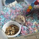 로던트 클럽 | 동탄 햄스터 분양 어디서 할까? 용품도 다양한 로던트클럽 수원점 분양 후기