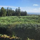 그린힐펜션 이미지