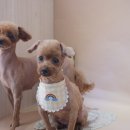 몽띠끄펫 이미지