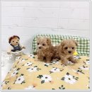 마마스미독 강아지분양 대전점 이미지