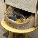 클리프스테이 이미지