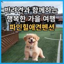 파인힐애견펜션 이미지