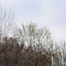 은사시나무 Populus × tomentiglandulosa T.B.Lee 이미지