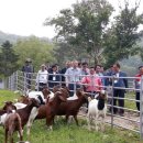 행복한 축산 이미지