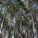 성주산자연휴양림 티스토리