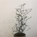 크로키아 이미지