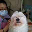 용인센트럴동물병원 이미지