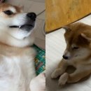유명채널