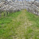 삼화2리 이미지