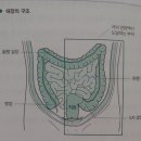 면역력을 높이는 장 해독법 이미지