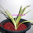 준소프트 이미지