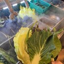 파주맛집 조재벌생고기 | 문산시장 근처 맛집 조재벌생고기 파주문산점