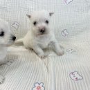 창원강아지분양 헬스독 애견입양 말티푸들포메라니안미니비숑 이미지