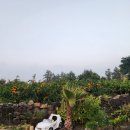수산돌담채