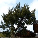 경산인 이흥문 선생과 성주 암포리의 제주향나무 이미지