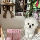 봄스네일 | [코코슈] 기존 스파랑 달랐던 로즈앤스네일 스파 후기 !!!!💗💗💗