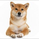 펫퍼스트 24시 강아지분양 고양이분양 파주운정점 이미지