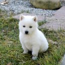 천사강아지 이미지