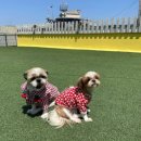 댕큐 애견유치원, 애견호텔 이미지