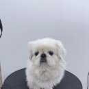 멍티움 이미지