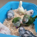 앵무세상 이미지