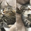 모두의 집사 이미지